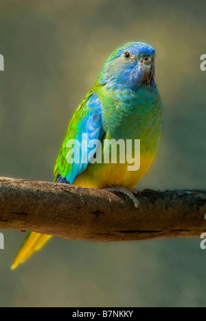 Scharlach-breasted Papagei, "Neophema Pulchella", Weiblich, mittlerer Größe australische Grass Papagei Stockfoto