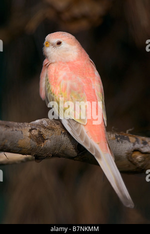 Bourke Papagei "Neopsephotus Bourkii", rosa mutation Stockfoto