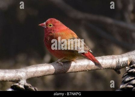 Rot-billed Firefinch männlichen "Lagonosticta Senegala" Stockfoto