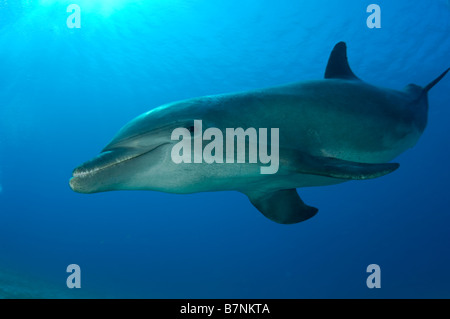 Bottlenose Dolphin Tursiops Truncatus Karibik Honduras Stockfoto