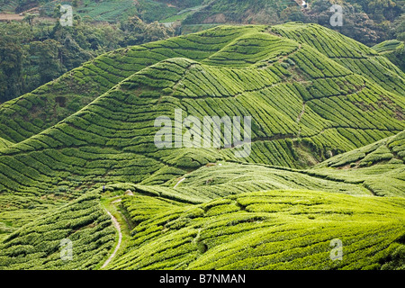 Teaplantations in Cameron Highlands in Malaysia Stockfoto