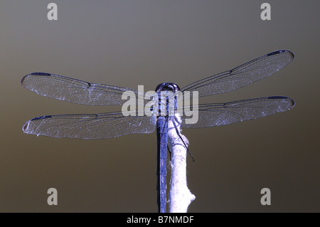 Männliche Schiefermineralität Skimmer Rast auf einem Ast Stockfoto