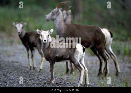 Stein-Schaf (Ovis Dalli Stonei) Schafe und Lämmer auch bekannt als Thinhorn Schafe im nördlichen British Columbia Kanada Stockfoto