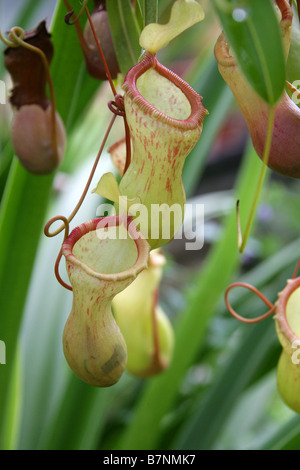 Tropischen Kannenpflanzen oder Affe Tassen, fleischfressende Kannenpflanze Nepenthes Burkei, Nepenthaceae, Insel Mindoro, Philippinen Stockfoto