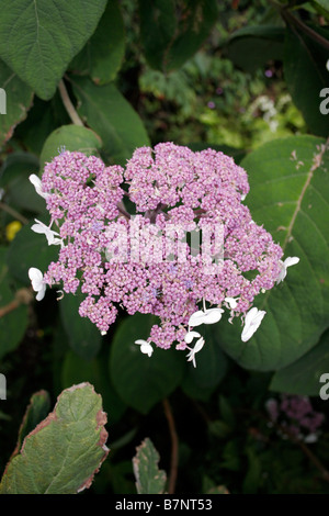 HYDRANGEA ASPERA. LACECAP. MACROPHYLLA. Stockfoto