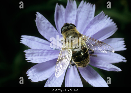 Hoverfly, schweben, fliegen (Volucella Pellucens) sitzt auf einer Blume Chicorée (Cichorium Intybus) Stockfoto