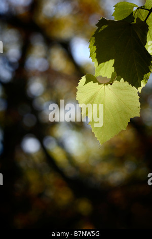 Schöner Hintergrund Nahaufnahme Foto leaves Stockfoto