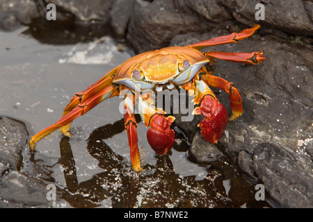 Sally Lightfoot Krabben, Ecuador Galapagos, Espanola Insel Stockfoto