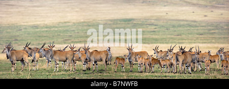 Afrika, Kenia, Masai Mara, Narok District, eine große Herde Eland in der Masai Mara National Reserve von Südkenia. Stockfoto