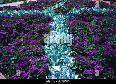 Senecio Aschenpflanze Cirrus mit Heliotrop Marine in Wisley Stockfoto