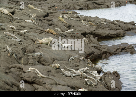 Meerechsen auf Felsen, Ecuador Galapagos, Fernandina Insel Stockfoto