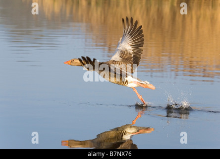 Graugans Gans Taking Off "Anser Anser' auf breiten Norfolk Hickling Stockfoto