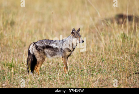 Afrika, Kenia, Masai Mara, Narok Bezirk. Eine Seite gestreift Schakal in der Masai Mara National Reserve von Südkenia. Stockfoto