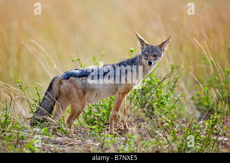 Afrika, Kenia, Masai Mara, Narok Bezirk. Ein Black-backed Schakal in der Masai Mara National Reserve von Südkenia. Stockfoto