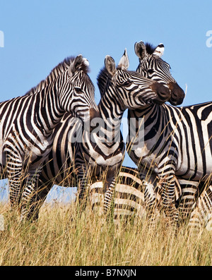 Afrika, Kenia, Masai Mara, Narok Bezirk. Gemeinsamen Zebras in der Masai Mara National Reserve von Südkenia. Stockfoto