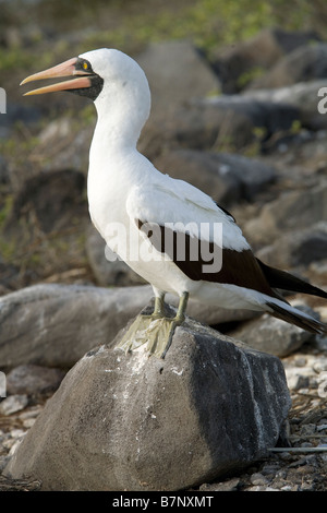 Nazca (maskiert) Sprengfallen, Ecuador Galapagos, Espanola Insel Stockfoto