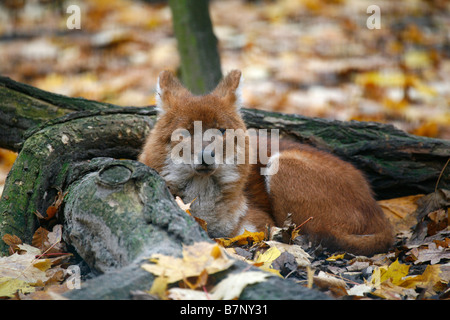 Dhole, Red Dog, asiatischer Wildhund (Cuon Alpinus) liegen unter Herbst Blätter Stockfoto