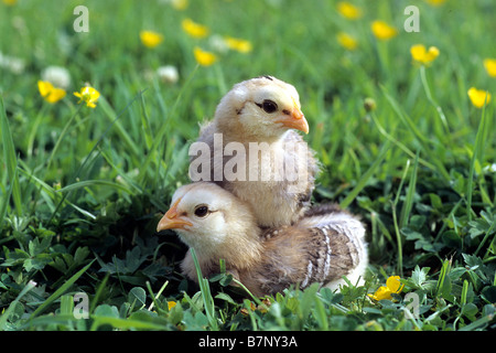 Haushuhn (Gallus Gallus Domesticus) züchten: Araucana oder Araucans, Küken Stockfoto