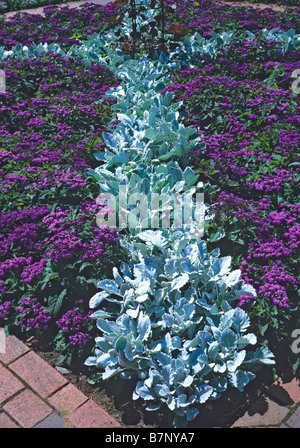 Pflanzung von Senecio Aschenpflanze Cirrus mit Heliotrop Marine in Wisley Stockfoto