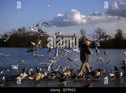 Frau, Fütterung der Vögel im Winter im Gartenteich Kensington London Großbritannien Stockfoto