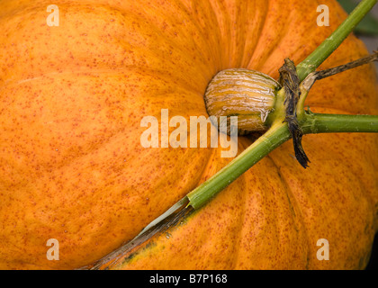 Nahaufnahme der oberen und Stiel mit einer großen, orange Kürbis Stockfoto