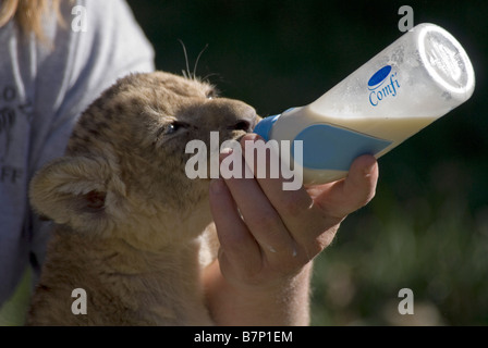 African Lion Cub einen Monat alt Stockfoto