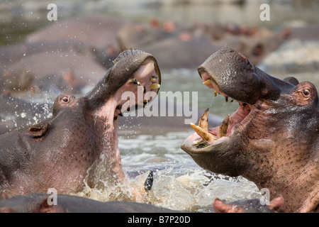 Flusspferde Hippopotamus Amphibius kämpfen Ratama Pool Seronera Fluss Serengeti Tansania Stockfoto