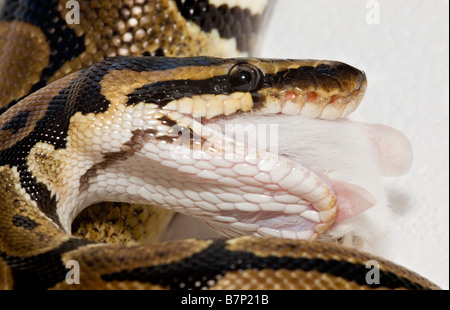 Haustier Royal Python Python Regius Essen weiße Maus Stockfoto