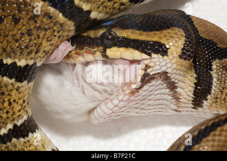 Haustier Royal Python Python Regius schlucken eine weiße Maus Stockfoto