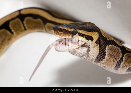 Haustier Royal Python Python Regius Essen eine weiße Maus Stockfoto