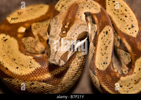 Lachs Boa Constrictor aufgerollt Stockfoto