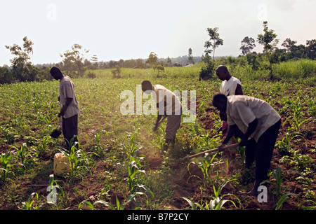 Landwirte ihre Felder zu bebauen. Molo, Rift-Valley-Kenia. Stockfoto