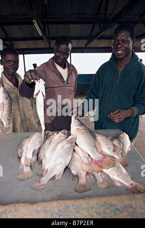 Fischer und Käufer Verhandlungen über den Preis der jüngsten fangen Fische aus See Kisumu Kisumu Western Kenia Stockfoto