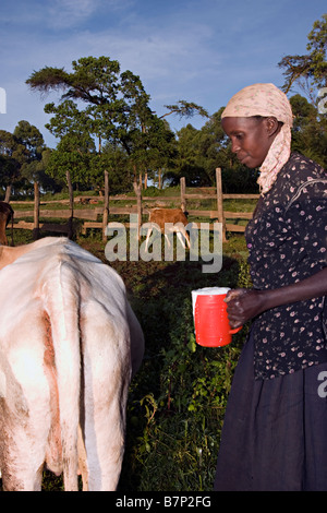 Lady Milchkühe in den frühen Morgenstunden. Kitale, Kenia. Stockfoto