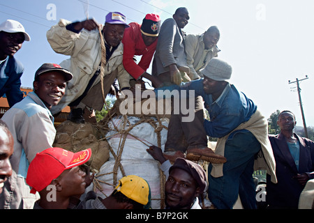 Miraa Markt. Meru Central Province Kenia. Stockfoto