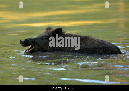 Wildschwein (Sus Scrofa) in Wasser Stockfoto