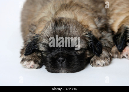 Tibet Spaniel Welpen 4 Wochen Stockfoto