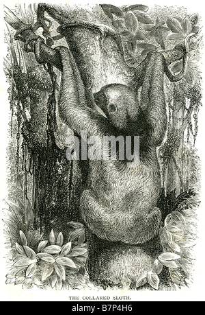 Rotflügel Faultier Megalonychidae Bradypodidae Pilosa Phyllophaga Folivora Stockfoto