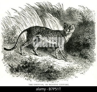 Gepard Acinonyx Jubatus Felidae Jagd Leopard drucken Flecken Fell Jagd Jäger Jäger wild Stockfoto