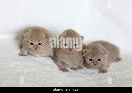 British Longhair Katzen Kätzchen 18 Tage Highlander Flachländer Britanica Stockfoto