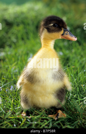 Inländische Ente (Anas Platyrhynchos), Entlein auf Rasen Stockfoto