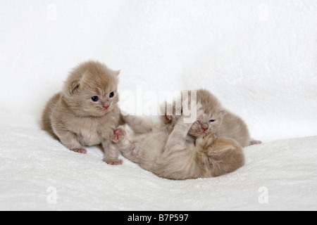 British Longhair Katzen Kätzchen 18 Tage Highlander Flachländer Britanica Stockfoto