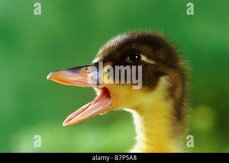 Hausente (Anas Platyrhynchos), ruft Entlein Stockfoto