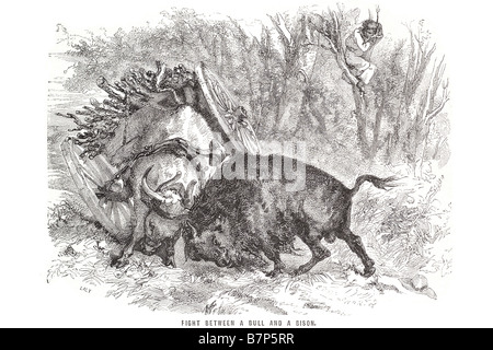 Kampf zwischen Stier und Bison chariot Schlacht Notfallkoffer, die die biologischen Unterfamilie Bovinae eine heterogene Gruppe von 10 Gattungen von umfasst Stockfoto