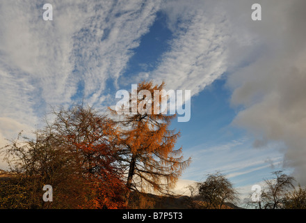 Buche und Lärche Bäume in lebendigen Herbst Farben alte einen dramatischen Himmel bei Killin Perthshire Schottland UK Stockfoto