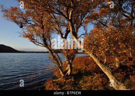 Bracken und verkümmerte Birken in herbstlichen Farben entlang der Küste bei Loch Brora Sutherland Schottland UK Stockfoto