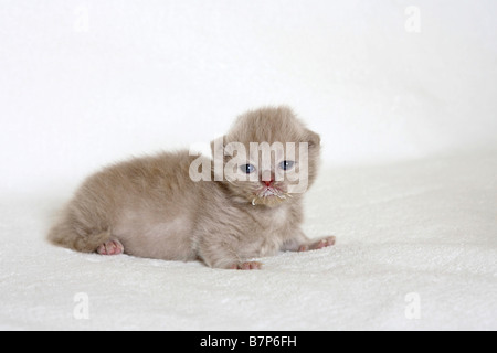 British Longhair Katze Kätzchen 18 Tage Highlander Flachländer Britanica Stockfoto