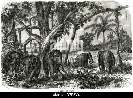 Wald-Ceylon Dschungel Elefanten Herde Essen Wildlife Natur Tier wild Outdoor Sri Lanka, offiziell Demokratische Sozialistische Re Stockfoto