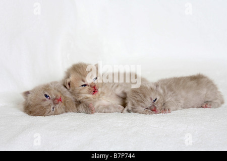 British Longhair Katzen Kätzchen 18 Tage Highlander Flachländer Britanica Stockfoto