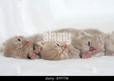 British Longhair Katzen Kätzchen 18 Tage Highlander Flachländer Britanica Stockfoto